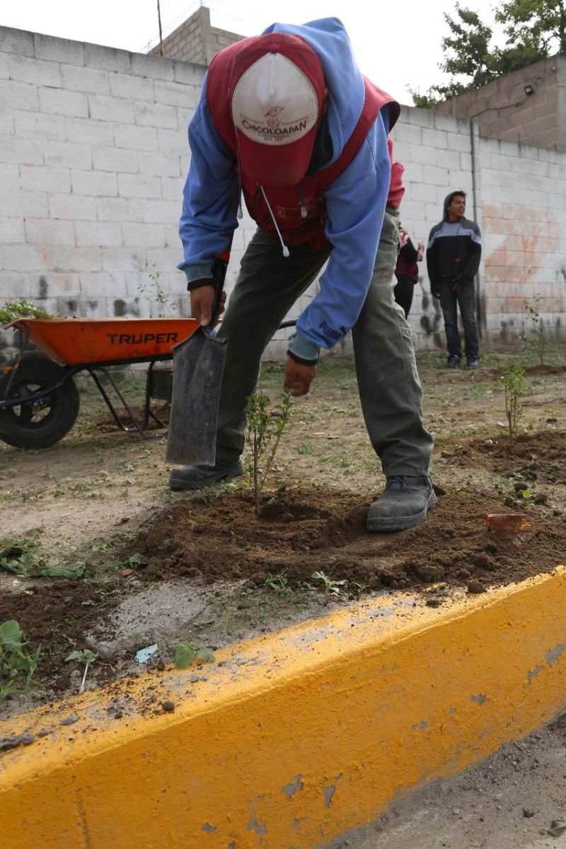 Reforestación Para Embellecer La Imagen De Nuestro Municipio