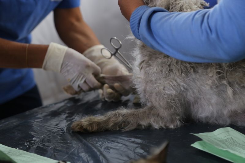 Campañas de Esterilización